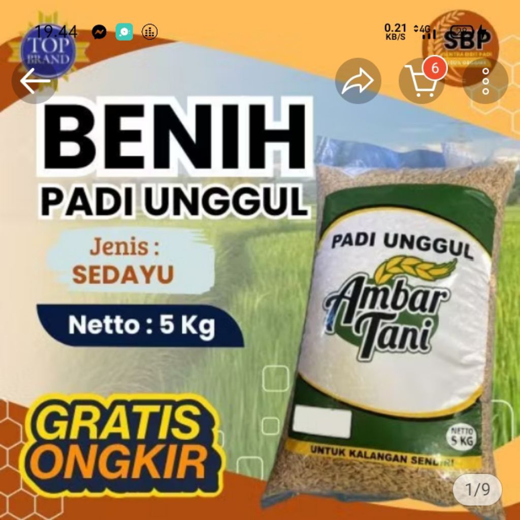benih padi Sedayu 5KG
