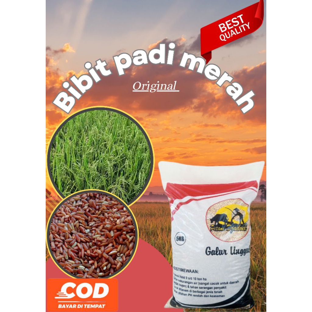 Bibit padi merah original berkualitas