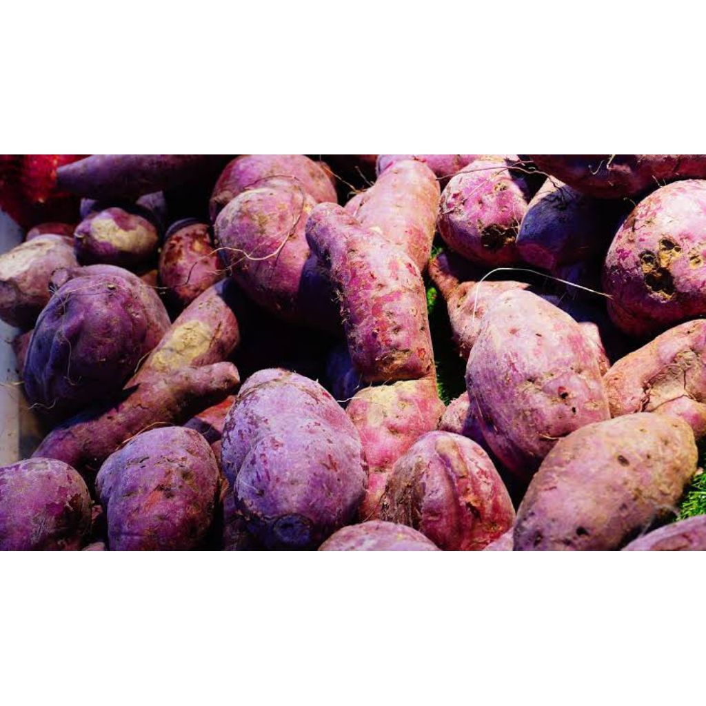 

Ronanaplant Ubi Ungu FRESH 1kg hasil pertanian lereng lawu