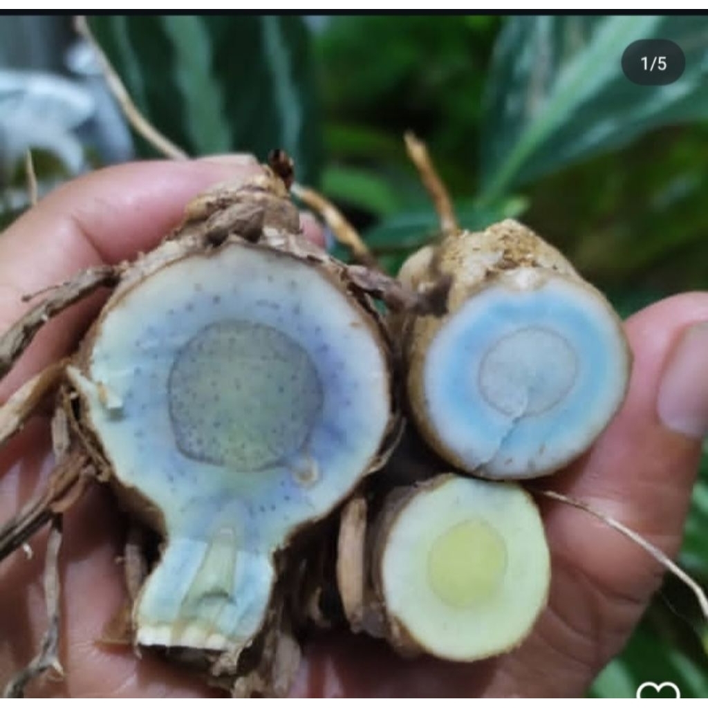 

TEMU IRENG SEGAR/ KUNYIT HITAM SEGAR ( READY STOK)