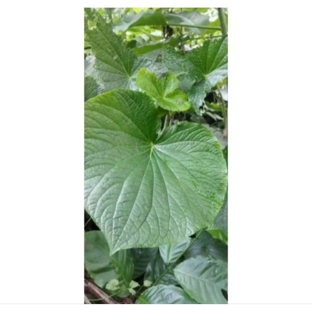 

Daun Gedebong segar 500 gram