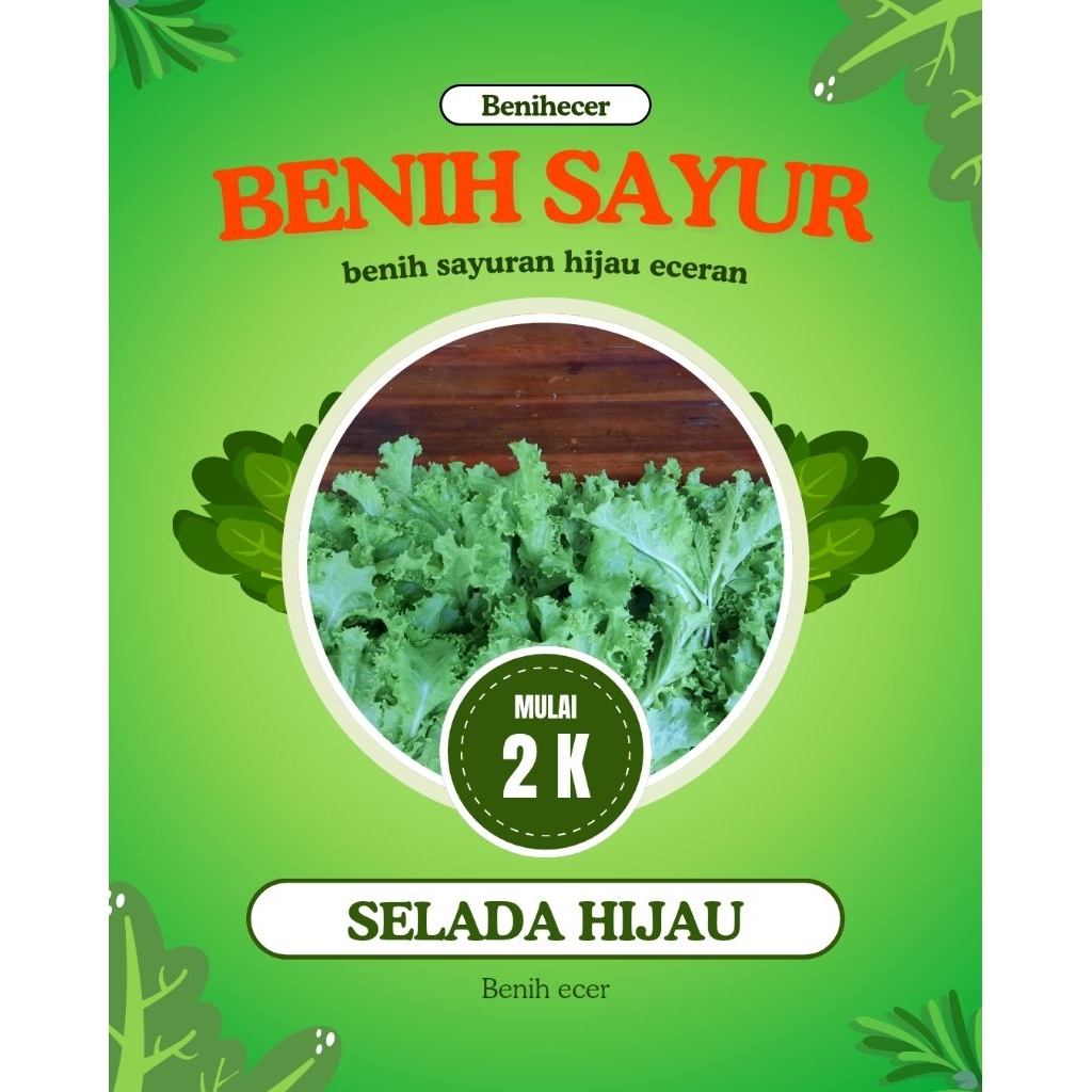 

Selada hijau / sayuran selada /selada lalap