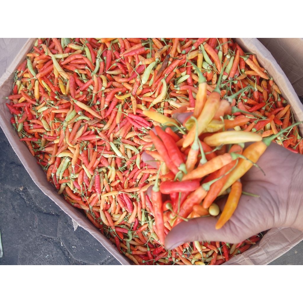 

caberawitsetantermurah