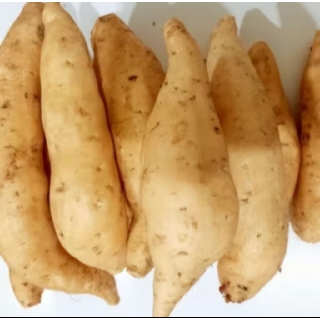 

UBI MADU CILEMBU ASLI PACET/TRAWAS