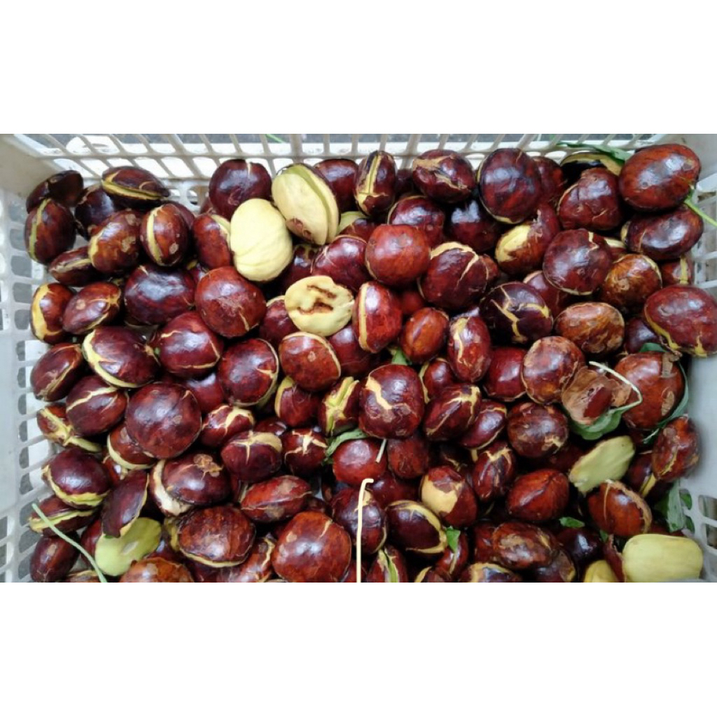 

Jengkol Mentah segar dan enak