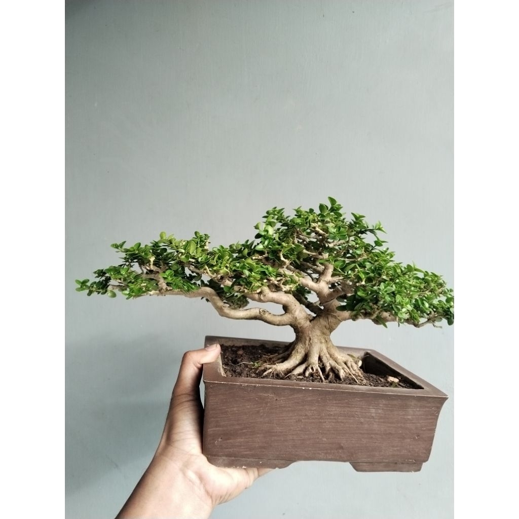 Bonsai sancang siap pajang tananan bonsai sancang