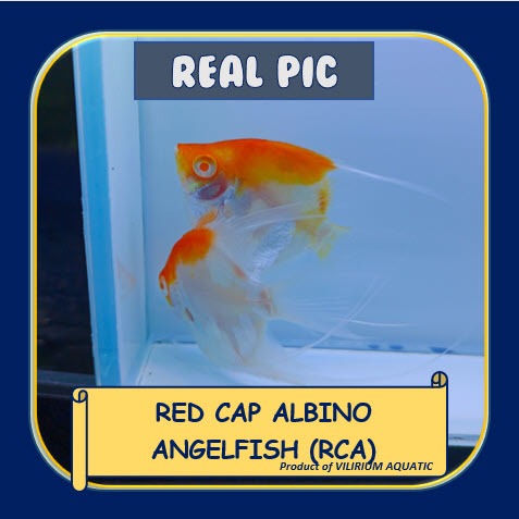 IKAN HIAS AIR TAWAR - RED CAP ALBINO (RCA) ANGELFISH / RED CAP ALBINO (RCA) MANFISH / MANFISH RCA / 