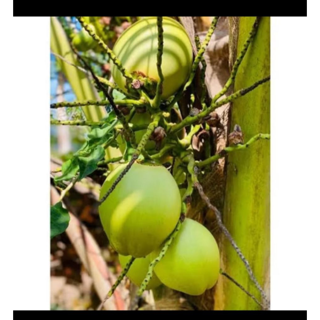 

Termurahh Buah kelapa Cengkir per biji