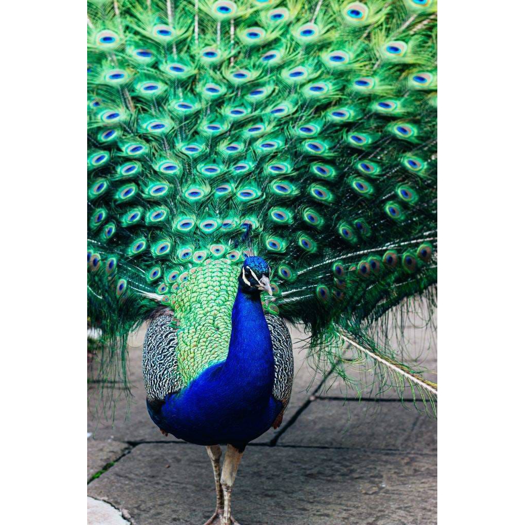 

Fertil!telur fertil asli merak biru untuk ditetaskan original