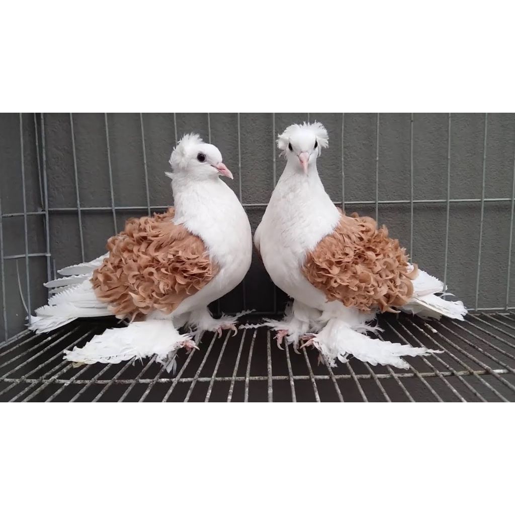 

Ori telur burung merpati hias bulu keriting fertil telur burung merpati hias untuk ditetaskan