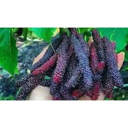 

Tanamann Long Murbei Berbuah