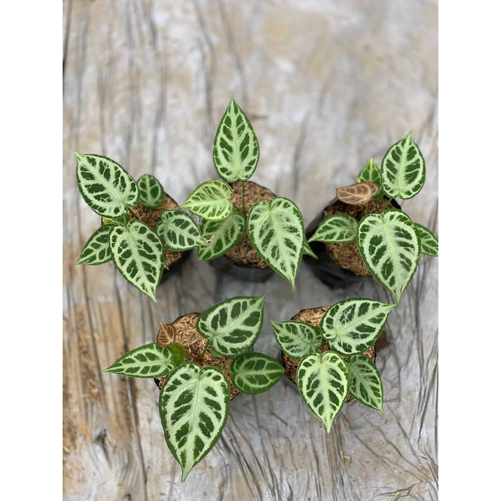 ANTHURIUM DORAYAKI SILVER // ANTHURIUM SILVER