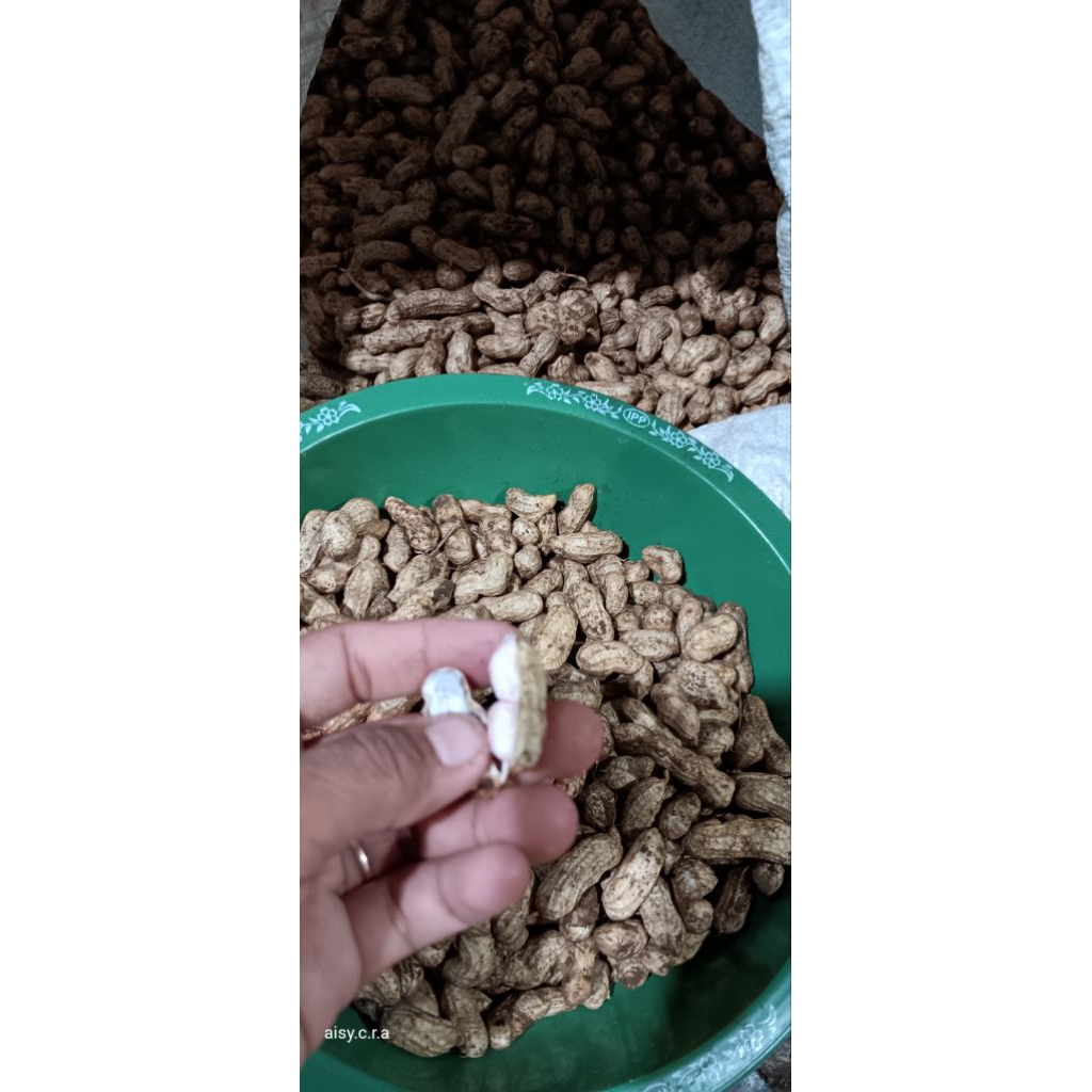 1kg kacang tanah basah mentah