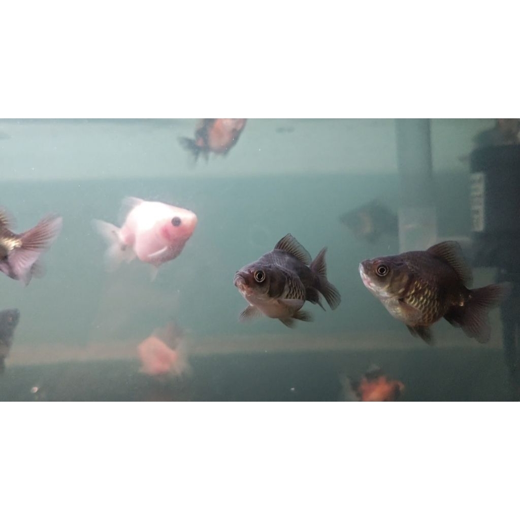 pemanis mas koki oranda gen jumbo ll hiasan aquarium ll ikan hias