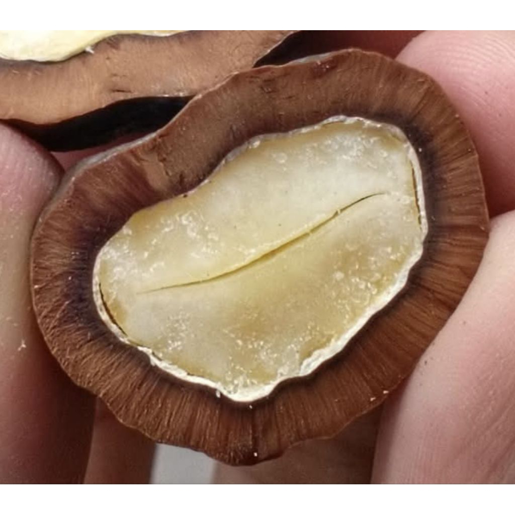 Muncang Adu Jenis Yanti Denpom Jr Batok Tebal Beli 3 Bonus 1