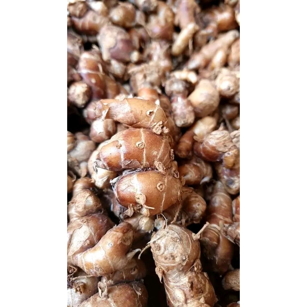 

kencur murah 250grm mantap tua