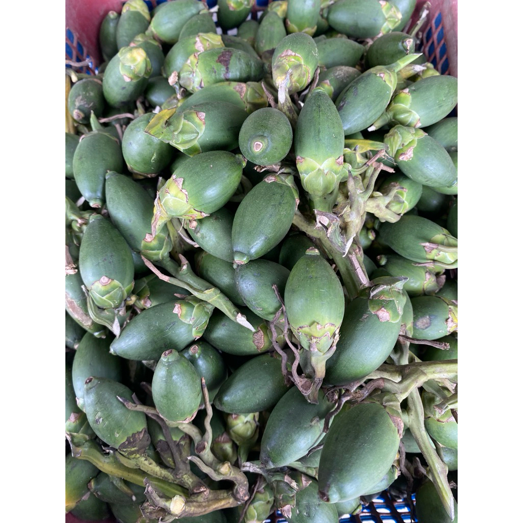 

Pinang Muda Fresh Kualitas Bagus