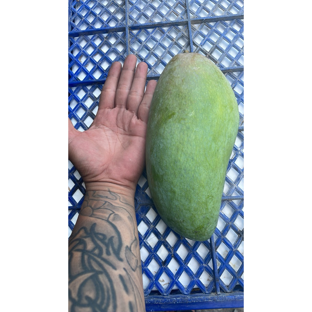 

mangga kiojay/thailand