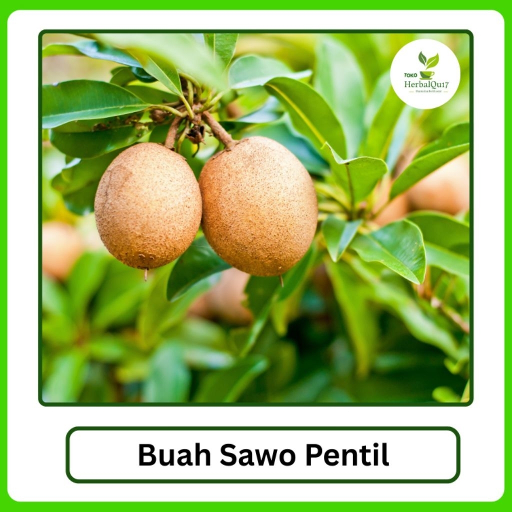 

Termurah buah sawo mentah pentil 1 kg buah segar