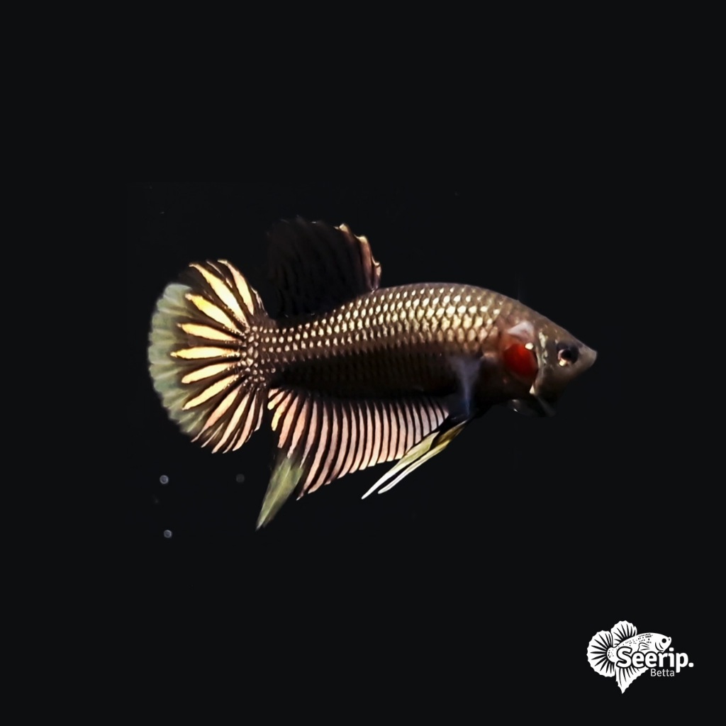 Wild Betta Imbellis Copper Gold | Seerip Betta