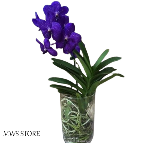 Anggrek Vanda ungu dewasa