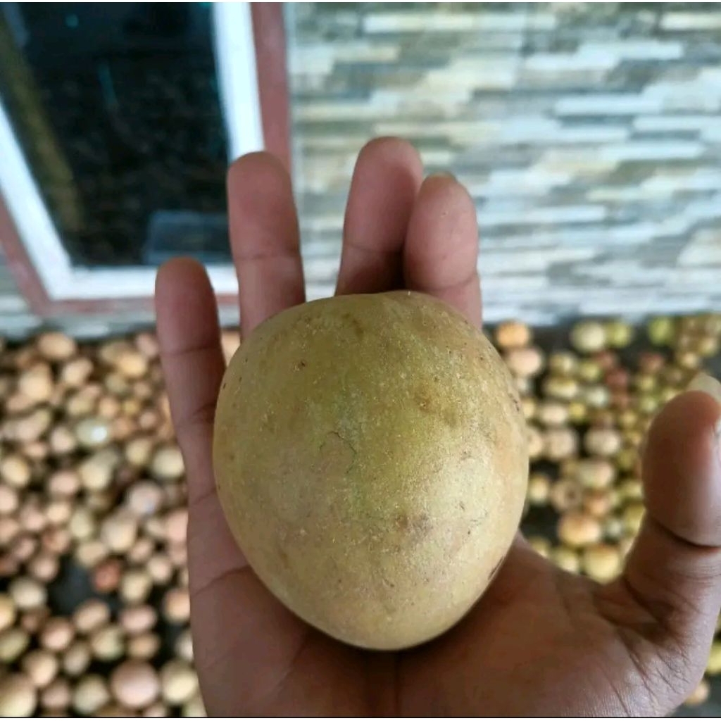 

2 kg buah sawo kombo hemat asli Pangandaran
