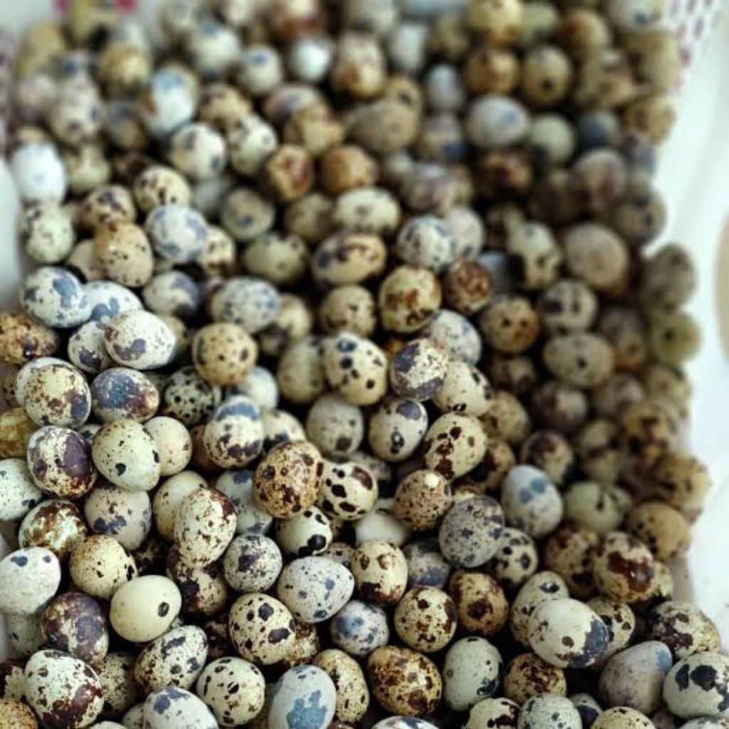 

telur puyuh fresh berkualitas langsung dari peternak 1kg