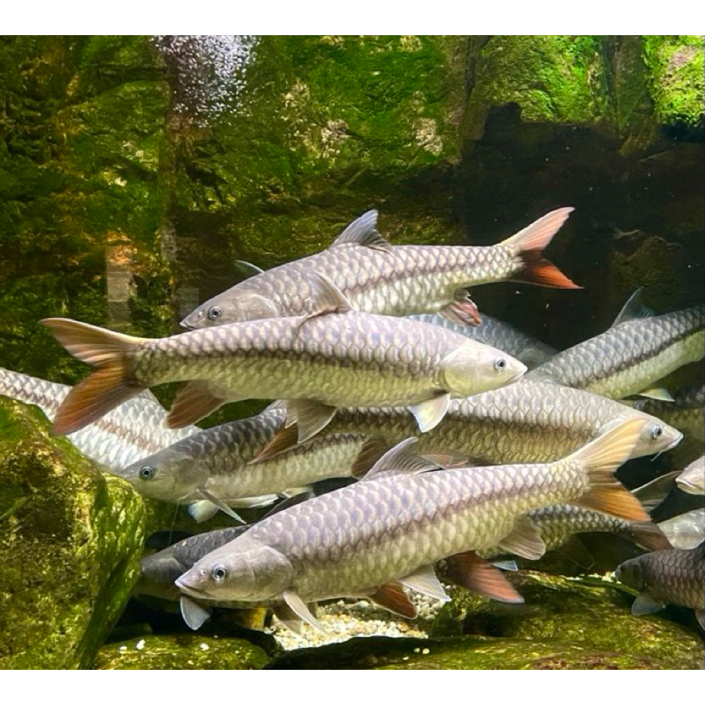 

(stiker) Tor Puttitora wc india 9-10 cm