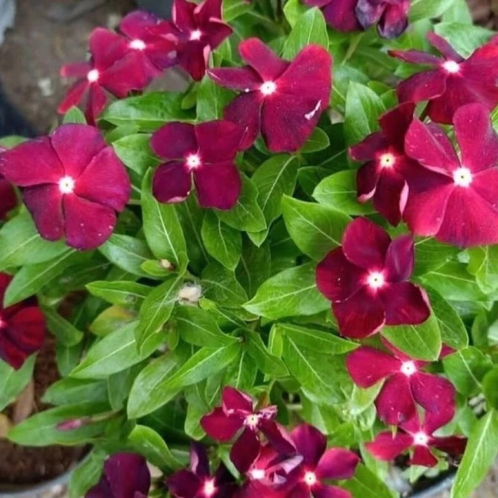 tanaman his hidup tapak dara menjuntai/tanaman vinca dara gantung bunga cantik