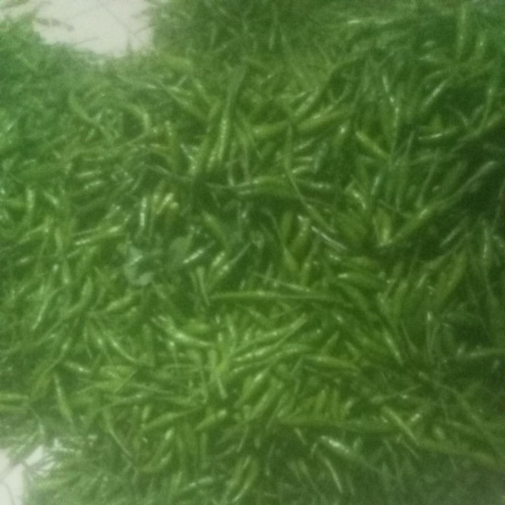 

Cabe acar/lalap/hijau kecil