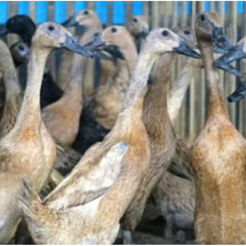 

Bebek Peking / Sawah/ Hibrida Jawa HIDUP