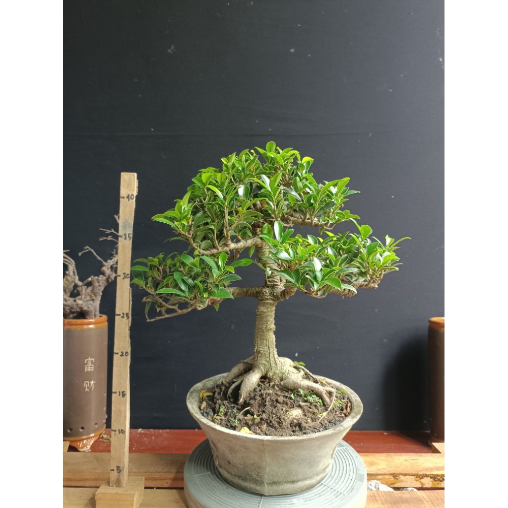 Bonsai Beringin Elegan
