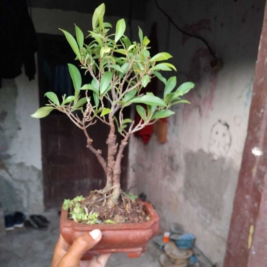 bonsai beringin afrika