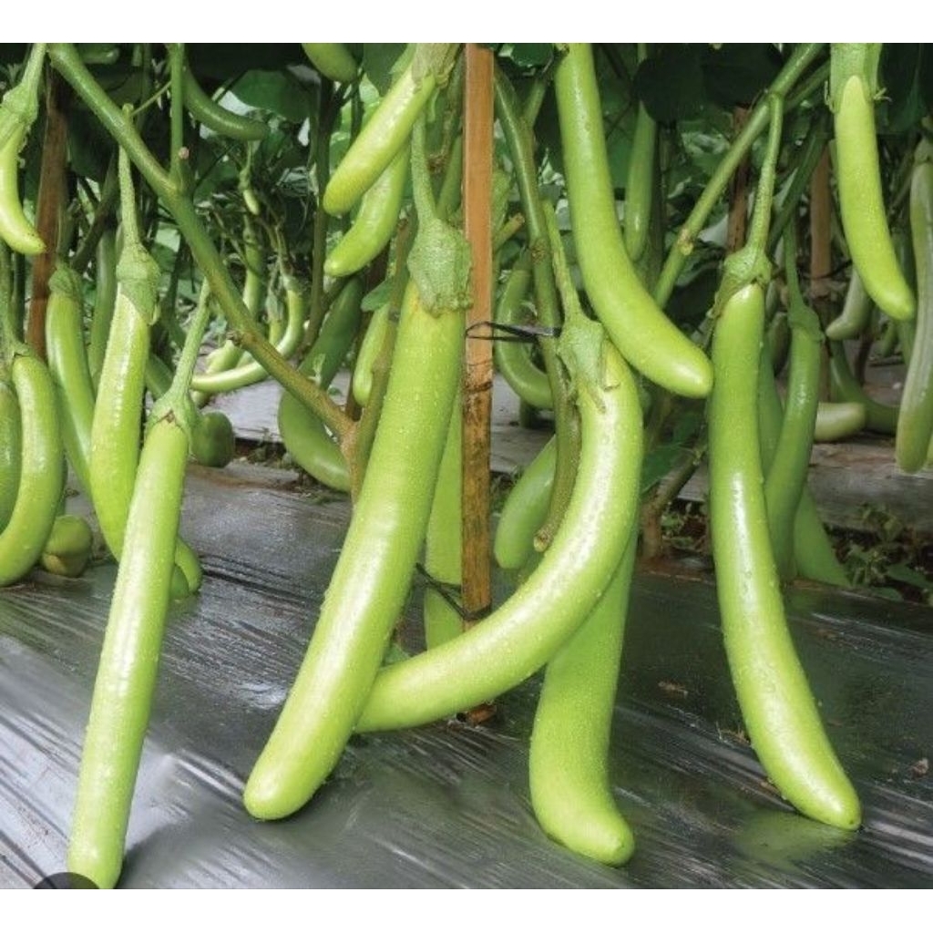 COD - Terong Hijau Tahan Virus Berkualitas Unggul 30 Biji