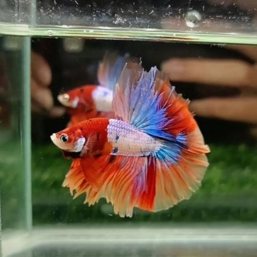 Box isi cupang Halfmoon MultiColor