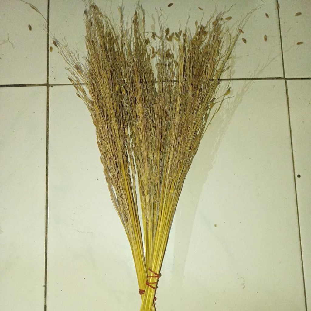 

MERANG PADI KETAN HITAM ASLI