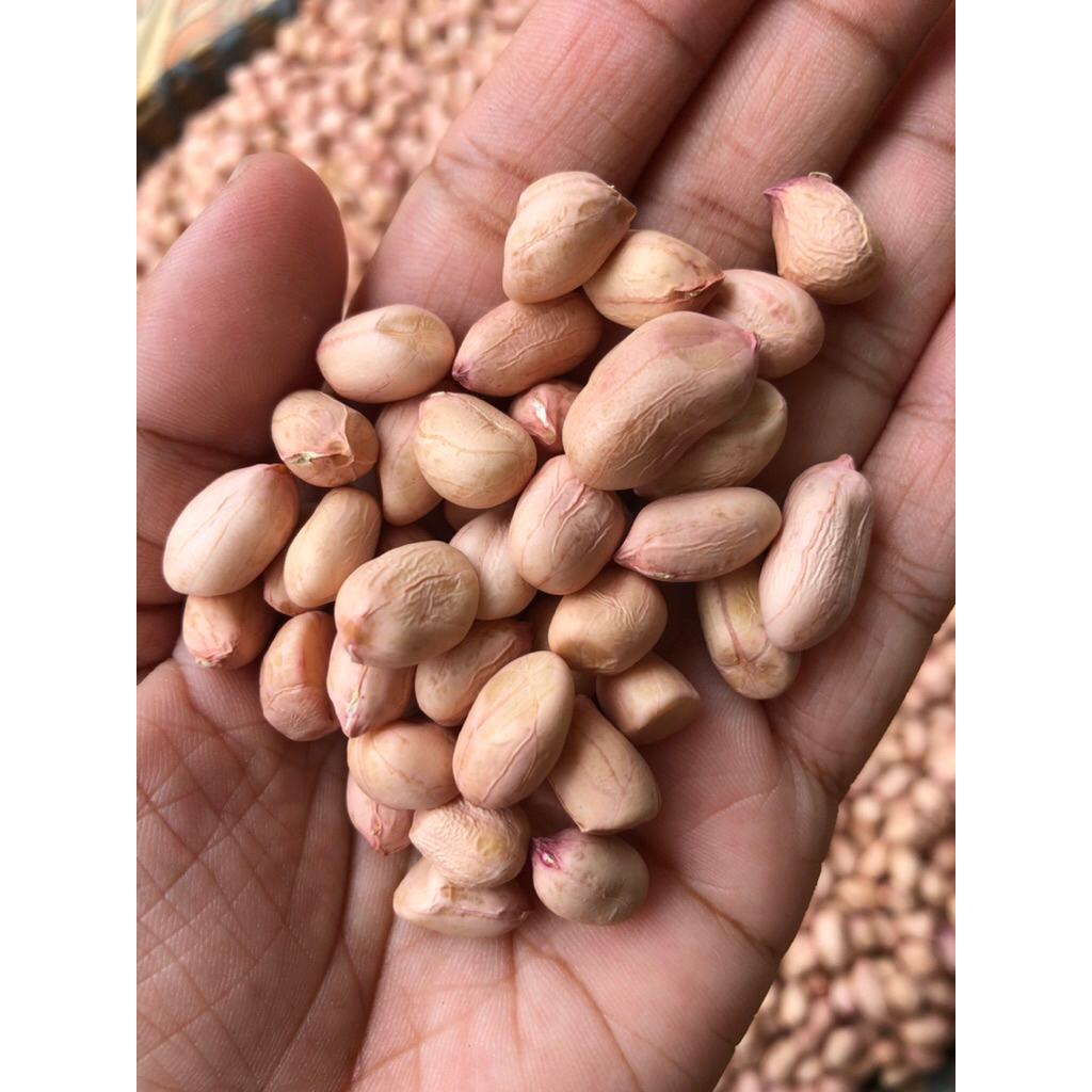 

Kacang Tanah Mentah Asli Klaten – Grade A dan B