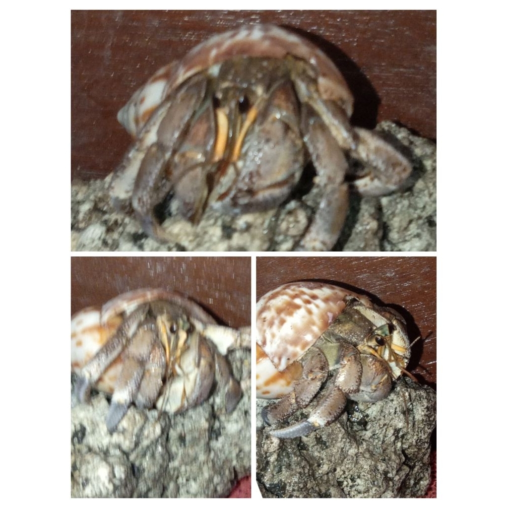 RUGOSUS farian cakep