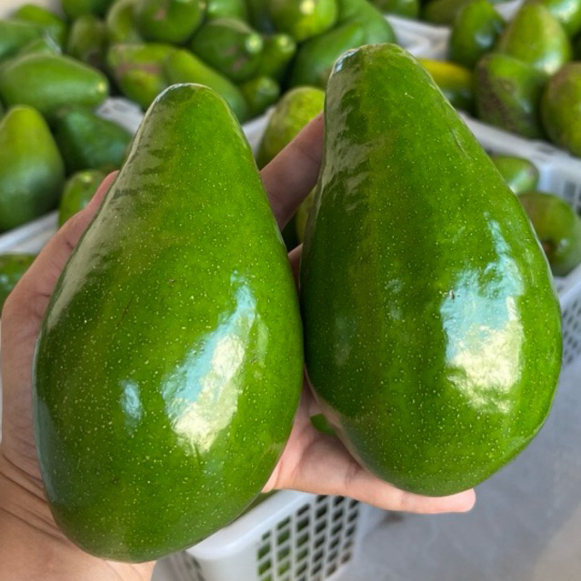 

Alpukat Mentega Super 1kg isi 3