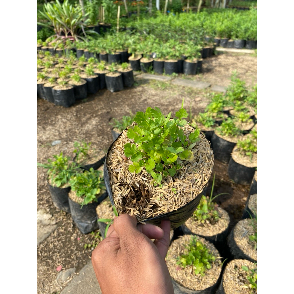 tanaman daun ketumbar