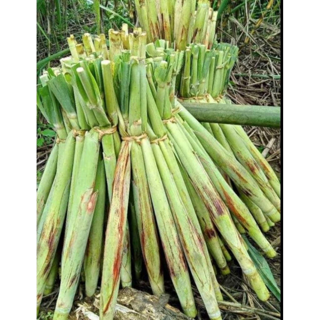 

terubuk sayur 5 pcs, trubuk segar