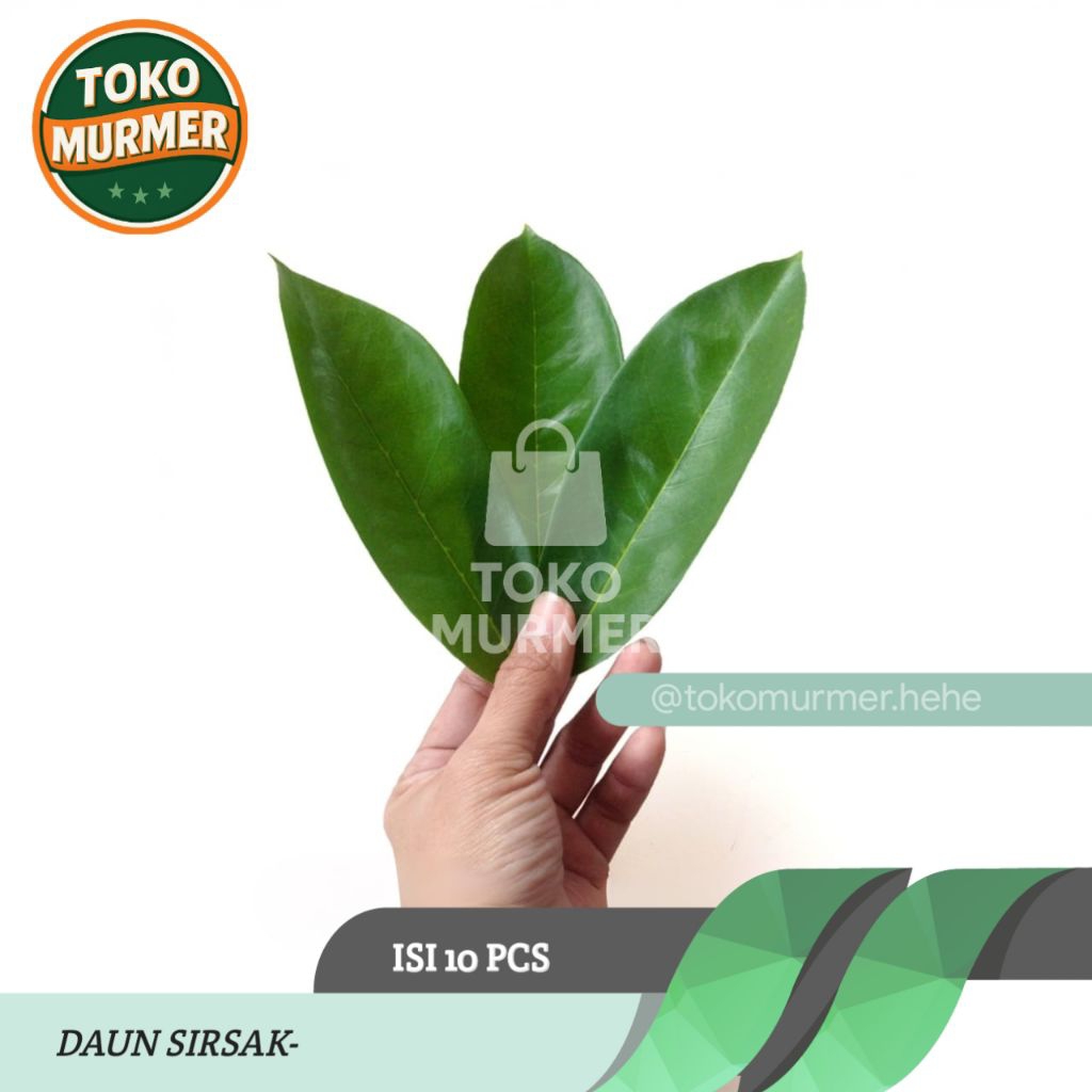 

Daun sirsak segar herbal multi khasiat isi 10 pcs_Toko murmer