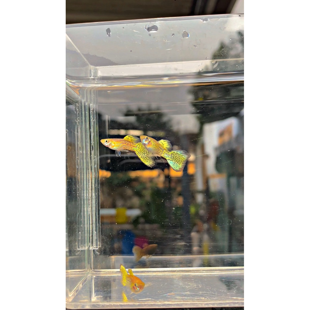 Obat Ikan Yellow cobra 1ps