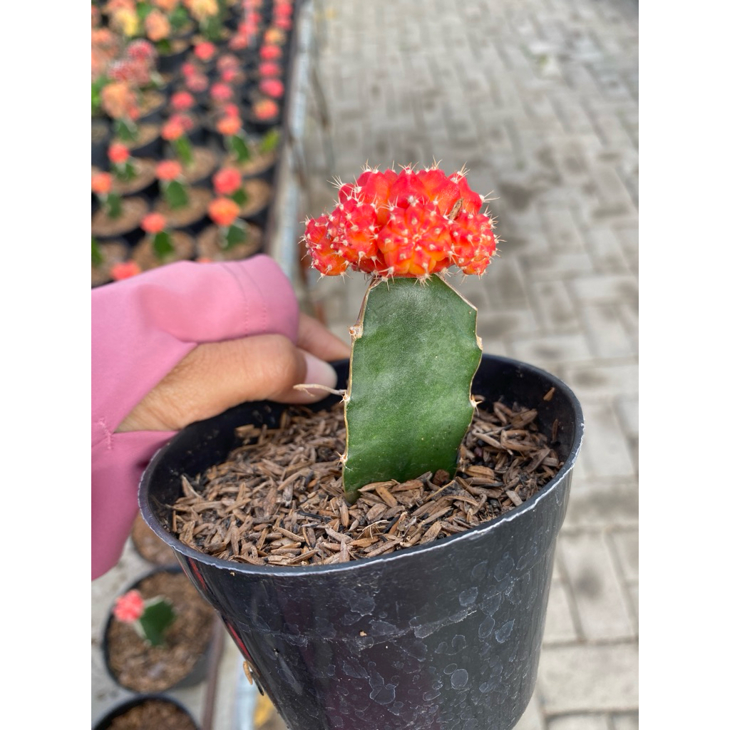 Kaktus gymno korea mini tanaman mini kaktus mini kaktus murah