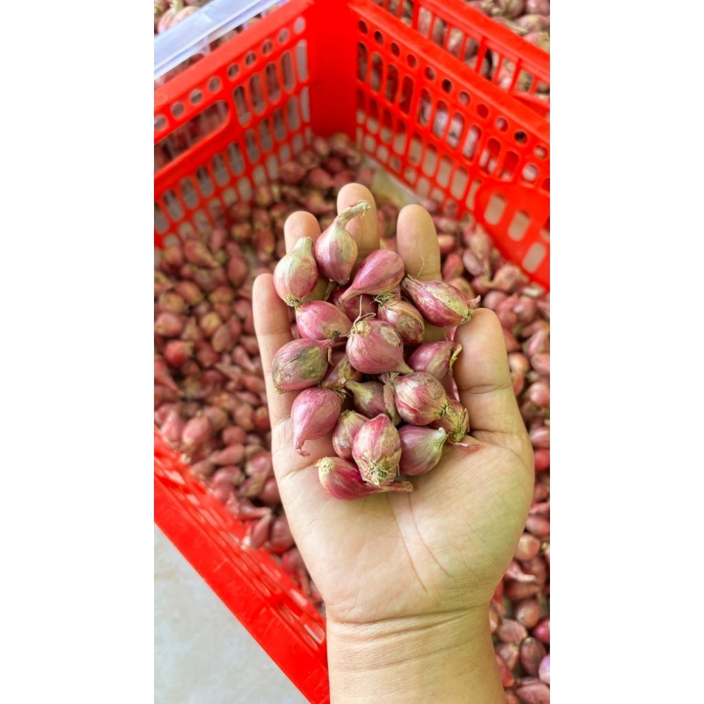 

| | fresh garing | kering | siap kirim | 500gr | 1kg