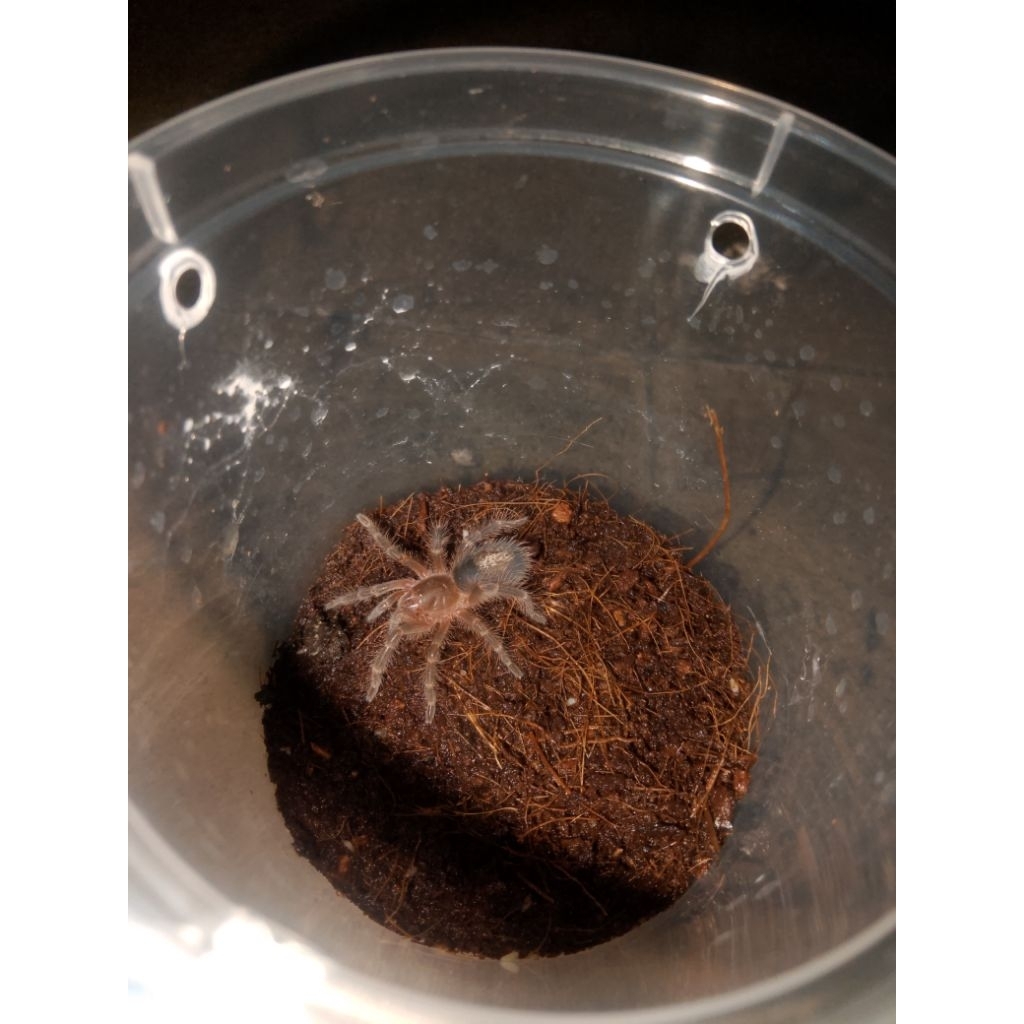sling tarantula Grammostola pulchripes (peliharaan)