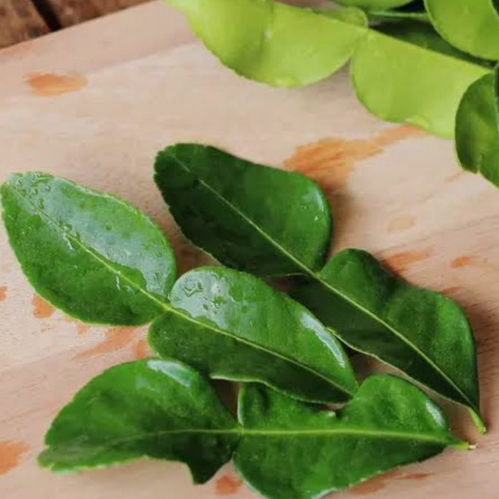 

jeruk purut daun jeruk purut segar petik kebun bumbu sambal pecel bumbu masakan sedap alami 50 gram