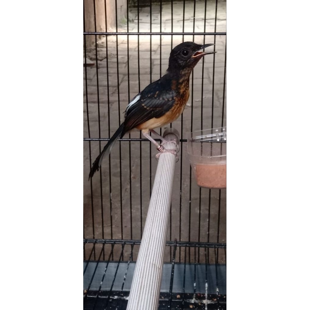 Murai batu medan ternakan trotol