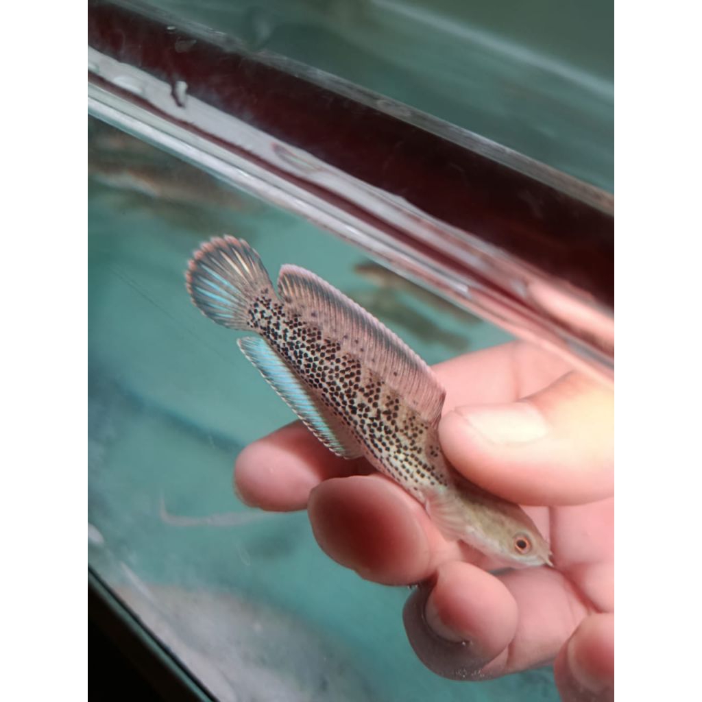 

sticker stw gilar gilar 45k (Promo)