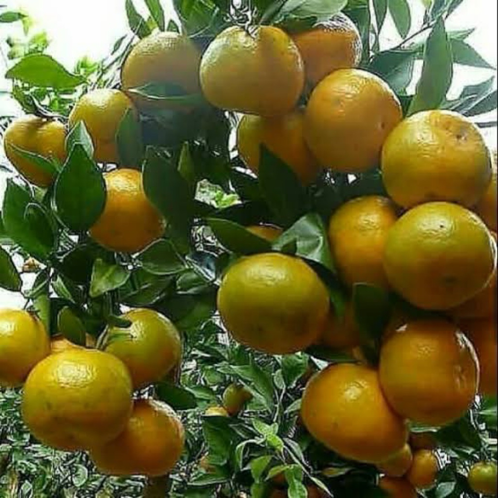 

bibit jeruk siem kondusi sudah berbuah